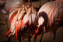 Flamingo von Ulrich Brodde
