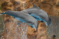 Delfinshow im Loro Parque by Ulrich Brodde