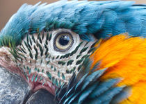 Papageien-Auge von Ulrich Brodde