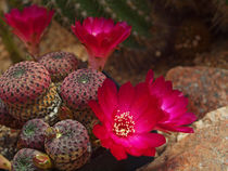 Kaktusblüte,rot, makro, rebutia heliosa, red blossom of cactus, macrophotography by Dagmar Laimgruber