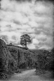 Lonely tree by Joseph Borsi