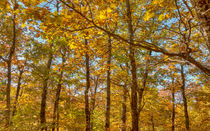 Maple Leaf Oaks Changing Color by John Bailey