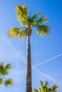 Sommer Sonne Palmen... von Dennis Stracke
