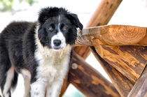 Border Collie by Heike Loos