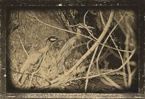 Antiqued Night Herons von Dan Richards