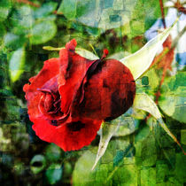 growing rose von urs-foto-art