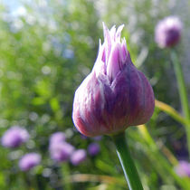 chive I by urs-foto-art