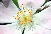 Blüte von Jens Berger