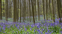 bluebells in a beech forest by B. de Velde