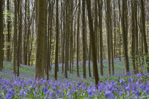 beech forest with bluebells by B. de Velde