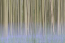 beech forest with bluebells von B. de Velde