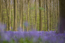 bluebells in a beech forest by B. de Velde