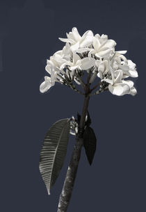 Black and White Plumeria von Rosalie Scanlon