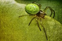Little Spider by leddermann