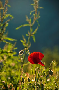 Sunset and the poppies by Maria Livia Chiorean
