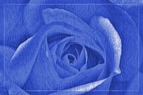 Blaue Rose by leddermann