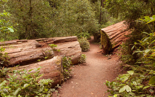 Redwoods-304a