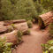 Redwoods-304a