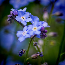 Wood Forget Me Not by Colin Metcalf
