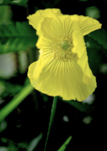 Welsh Poppy by Colin Metcalf