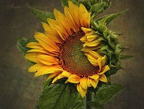 Sunflower 1 by Marie Luise Strohmenger