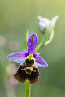 Hummel-Ragwurz (Ophrys holoserica) von Walter Layher
