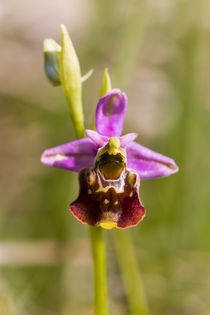 Hummel-Ragwurz (Ophrys holoserica) by Walter Layher