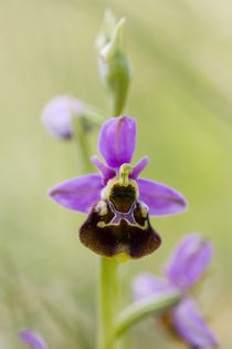 Hummel-Ragwurz (Ophrys holoserica) by Walter Layher