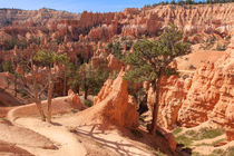 Bryce Canyon Trails by John Bailey