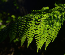 morning light on the ferns by fionn111
