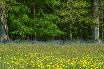 Buttercups & Bluebells by David Tinsley
