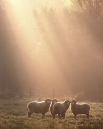 Sheep by George Robinson