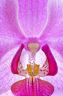 Phalaenopsis Orchid  by George Robinson