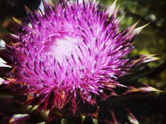 Prickly-beauty-large-watermarked
