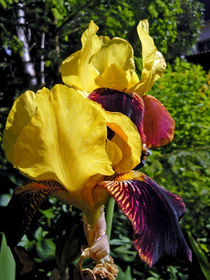 Schwertlilie -Iris by Isabell Tausche