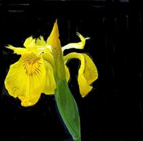 freigestellte gelbe Iris by Florette Hill