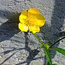 gelbes Mauerblümchen von Florette Hill