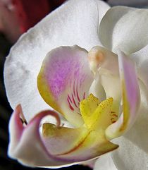 Nahaufnahme einer Orchideenblüte von Florette Hill