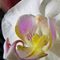 Heart-of-an-orchide-bearbeitet