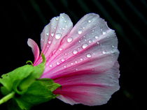 Regentropfen auf freigestellter Blüte by Florette Hill