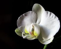 eine Orchideenblüte von Florette Hill