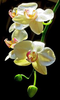 Orchideen Rispe von Florette Hill