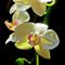 Orchideenrispe-fertig