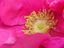 rosé Rose von Florette Hill