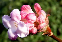 Rosé by Florette Hill