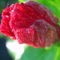 Rote-hibiskusknospe-im-regen