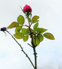 eine Rose von Florette Hill