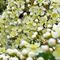 Spiraea-alpine-duftend-weisse-blueten-fragrant-white-blossoms-gut