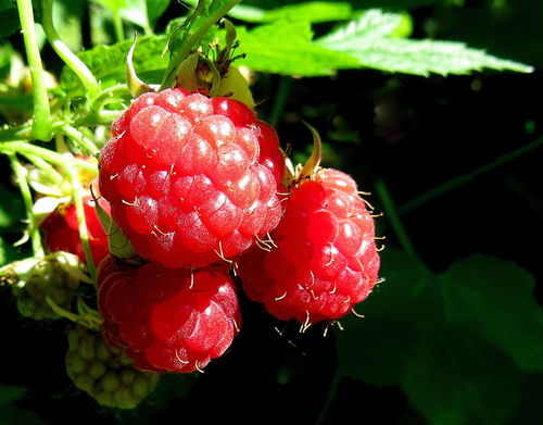 The-first-raspberries-die-ersten-himbeeren