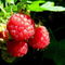 The-first-raspberries-die-ersten-himbeeren